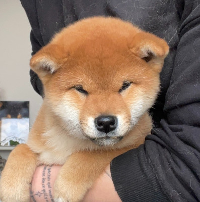 Étalon Shiba - Arufasei Genjiboshi de la Nouvelle Aube