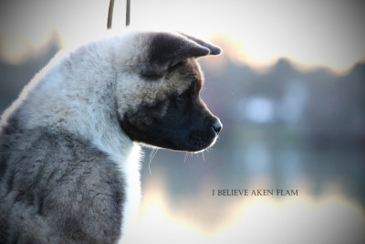 Étalon Akita americain - Agatha I Believe Aken Flam