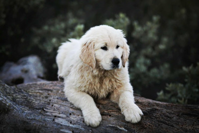 Étalon Golden Retriever - Aegon's Dragon Des Puppys Goldens Love