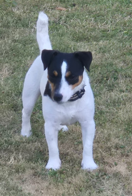 Étalon Jack Russell Terrier - Verdi Des as du roc