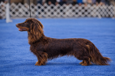 Shiny di ca preziosa