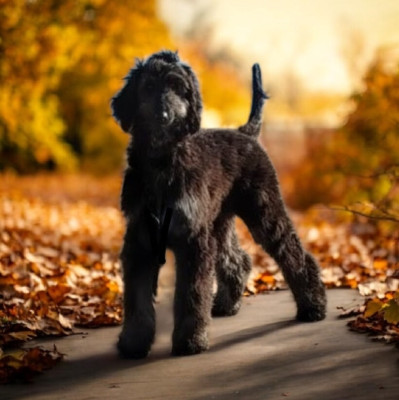 Étalon Levrier afghan - ASTRÉE L'ÉTOILE de la vallee de rozenn