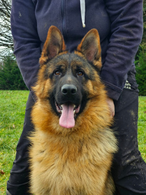 Étalon Berger Allemand - Athos vom angelius team