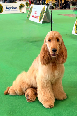 Étalon Cocker Spaniel Anglais - AÏdi Du Royaume Des Quatre Pattes
