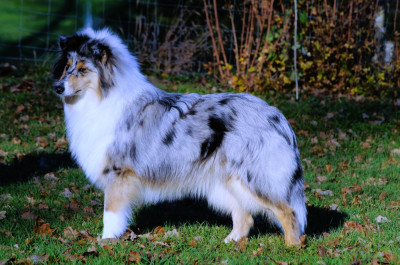 Étalon Colley à poil long - Unique sparkle fellow of eternity