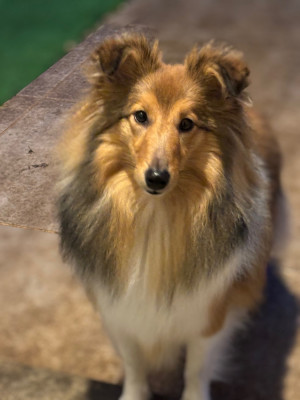 Étalon Shetland Sheepdog - Sirius Lake Angelina Jolie