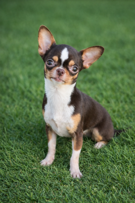 Étalon Chihuahua - Victoria Des Chixy Du Soleil