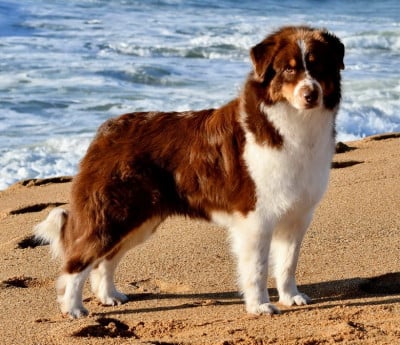 Étalon Berger Australien - CH. Thais Red Du Paradis Sauvage De Menestruel