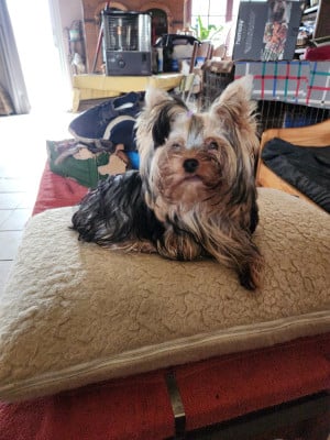 Étalon Yorkshire Terrier - Ania De la vallee de cande