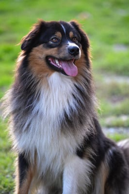Étalon Berger Australien - Uby de la Forêt de Corthomel