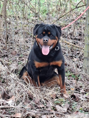 Étalon Rottweiler - Akina du champ des louves