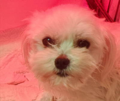 Étalon Bichon maltais - ULTIME-IDYLE du domaine de l'Aristochien