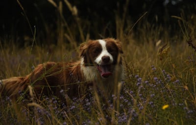 Étalon Border Collie - Ultra red folie des Collines de Sagne