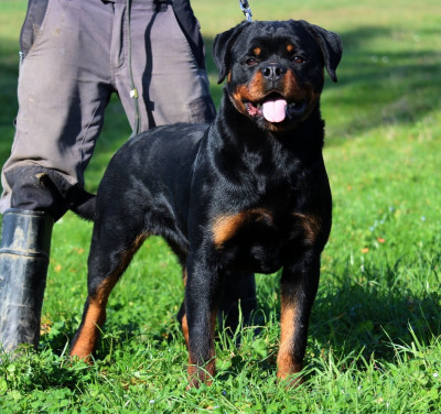 Étalon Rottweiler - Armani Lectro Squad