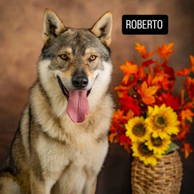 Étalon Chien-loup tchecoslovaque - athanor lupus Robert Plant Sing Immigrant Song