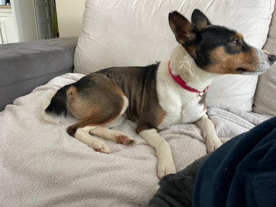 Étalon Basenji - Rose Des Evades Du Congo