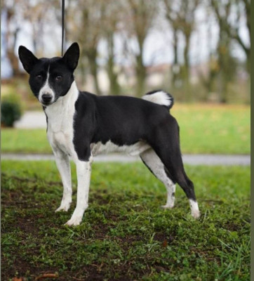 Étalon Basenji - Taho des fringants complices