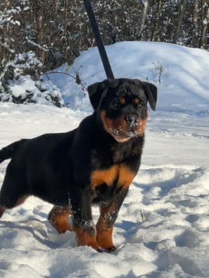 Étalon Rottweiler - ACHTUNG du rocher de Mutzig