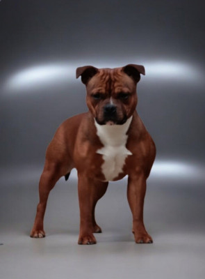 Étalon Staffordshire Bull Terrier - Angel heart diva Imperial Red Bull