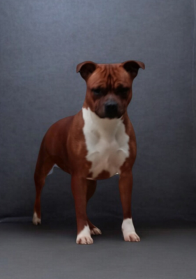 Étalon Staffordshire Bull Terrier - Angel face mira Imperial Red Bull
