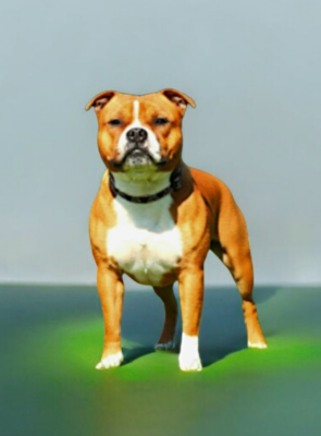 Étalon Staffordshire Bull Terrier - Pride and joy Imperial Red Bull