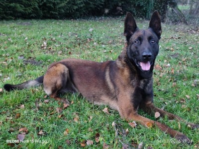 Ulysse Des Terres Behennoises