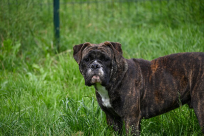 Étalon Bulldog continental - Vivo per lei Des Symphonies d'Arlequin