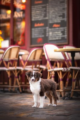 Étalon Berger Américain Miniature - A Star is Born Autumn's Sweetness