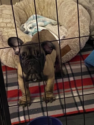 Étalon Bouledogue français - ALBERT du Chevalier Gascon