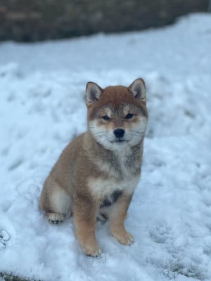 Étalon Shiba - Aki Shuurin de la Nouvelle Aube