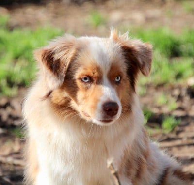 Étalon Berger Américain Miniature - AIR FORCE ONE Of surf paradise