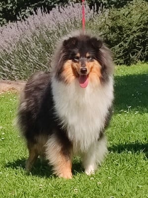 Étalon Colley à poil long - ULTIME TENTATION Du Clos De Seawind