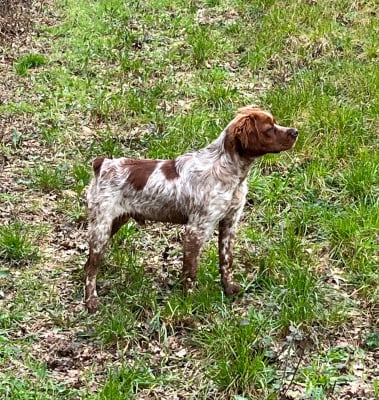 Étalon Epagneul Breton - Apollon Des Coteaux De Pauthe
