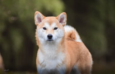 Étalon Shiba - Via Go Gin No Tamashii