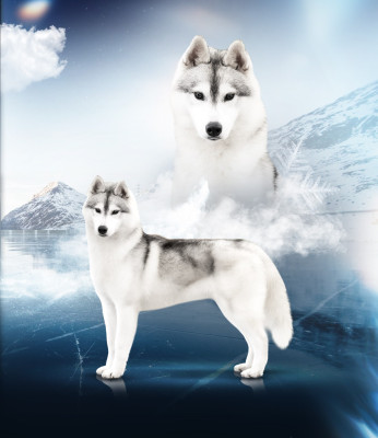 Étalon Siberian Husky - Ventus prime junior Of Legendary's Reborn