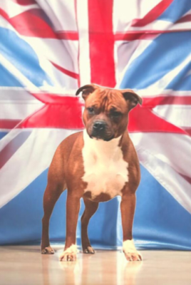 Étalon Staffordshire Bull Terrier - Angel face mira Imperial Red Bull