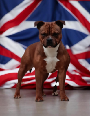 Étalon Staffordshire Bull Terrier - Angel heart diva Imperial Red Bull