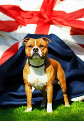 Étalon Staffordshire Bull Terrier - Pride and joy Imperial Red Bull