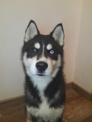Étalon Siberian Husky - Liubov's Astre noir