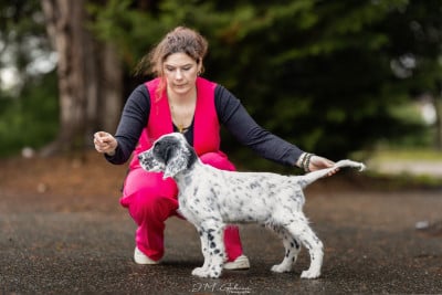 Étalon Setter Anglais - Aston Martin Des Arrêts De Miston