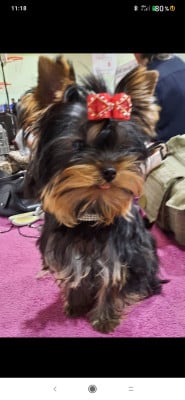 Étalon Yorkshire Terrier - Altesse Mad Square Garden