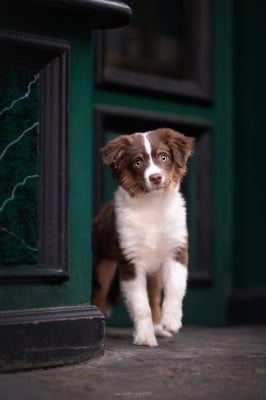 Étalon Berger Américain Miniature - A Star is Born Autumn's Sweetness