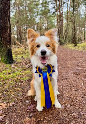 Étalon Border Collie - A Great King From Buddy's Kingdom
