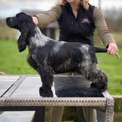 Étalon Cocker Spaniel Anglais - Aqua Blue of loving Star