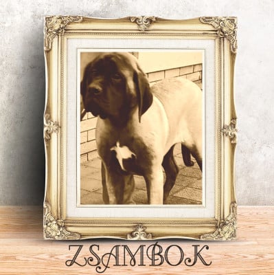 Étalon Mastiff - Zsambok denfer korosdombi