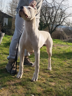 Étalon Dogo Argentino - Huiaracocha de la cocha