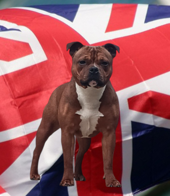 Étalon Staffordshire Bull Terrier - Angel heart diva Imperial Red Bull