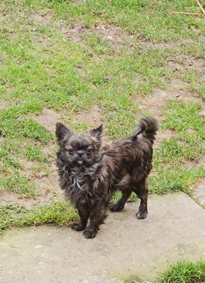 Étalon Chihuahua - Valone des Petites Etoiles de Pégase