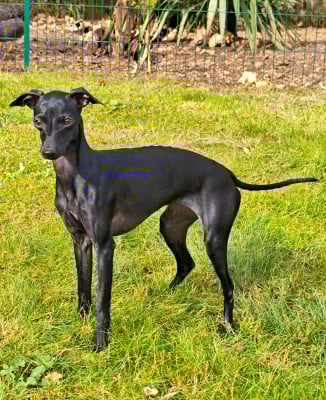 Étalon Petit Levrier Italien - Amore Di Fanny Du Pays Du Valois