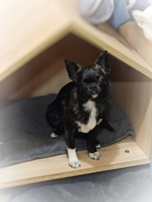 Étalon Chihuahua - Valiana des Petites Etoiles de Pégase